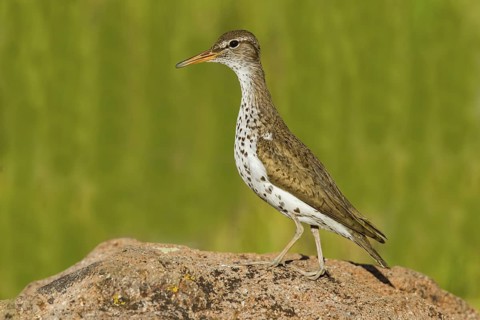 Spotted Sandpiper Actitis macularius east of Beaver, Utah, United States 4 July Adult in breeding