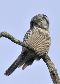 Northern Hawk-Owl (Surnia ulula), British Columbia, Canada