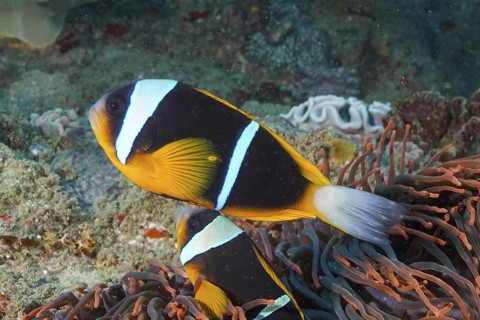 Allard's clownfish (Amphiprion allardi)