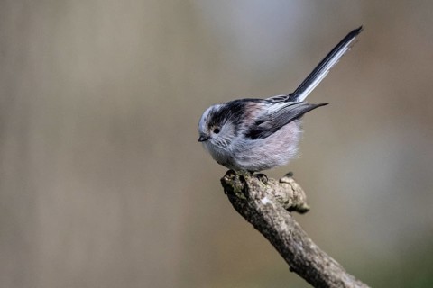 Long-tailed Tit (Aegithalos caudatus), Emsland, Lower Saxony, Germany