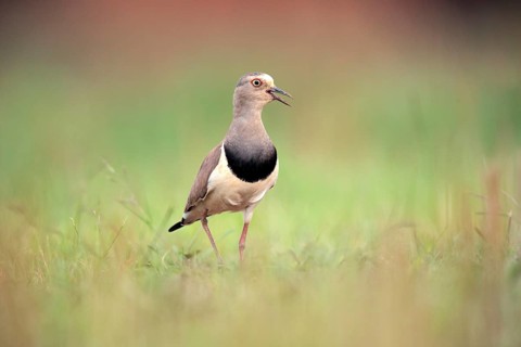 Black-winged Lapwing (Vanellus melanopterus) calling, Kwazulu-Natal, South Africa
