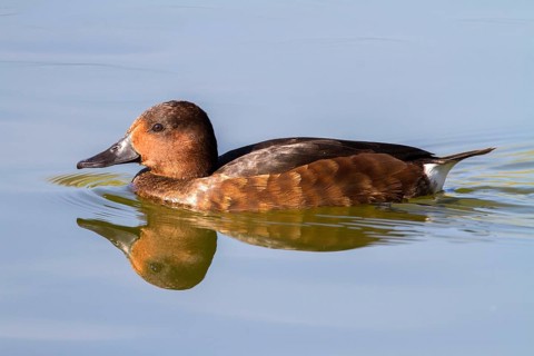Ferruginous Duck (Aythya nyroca) female, Castile-La Mancha, Spain