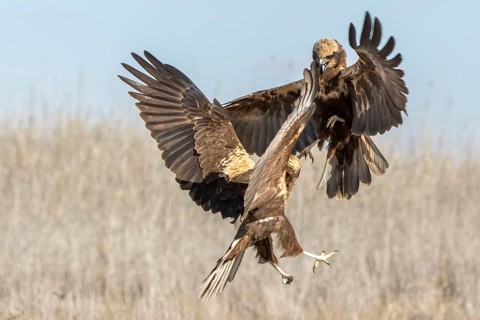 Western Marsh Harrier (Circus aeruginosus) female fighting, Castile-La Mancha, Spain