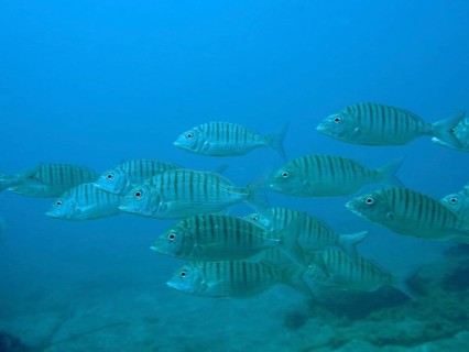 Marble bream (Lithognathus mormyrus)