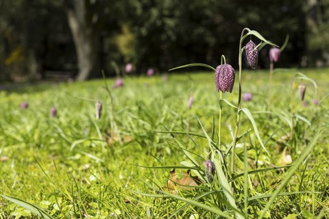 Snake's Head Fritillary (Fritillaria meleagris) in bloom, Dresden, Saxony, Germany