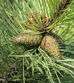 Common Black Pine (Pinus nigra subsp. nigra), Viewing Garden University of Applied Sciences W,