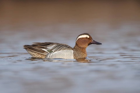Garganey (Spatula querquedula) male, Utrecht, Netherlands