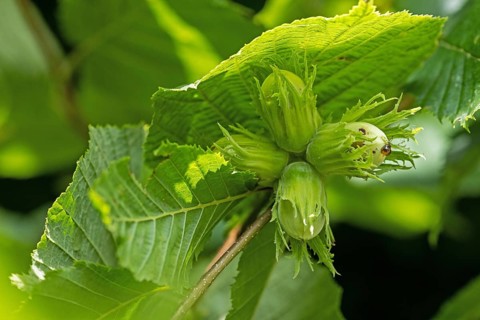 Hazelnut (Corylus avellana), Common hazel, Fruit, Fruits, Hazelnut family, Birch family,
