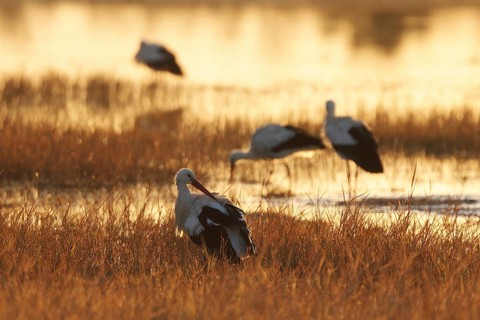 A scene of white storks standing in wetland of the Emporda at sunset. The golden light creates a