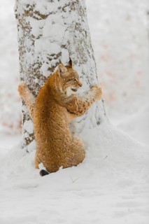One young male Eurasian lynx, (Lynx lynx), climbing up a tree in a snow covered forest