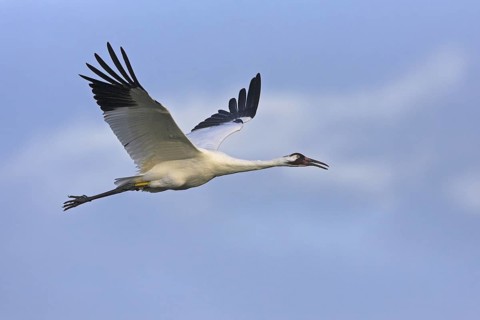 Whooping Crane (Grus americana) flying, Florida, USA
