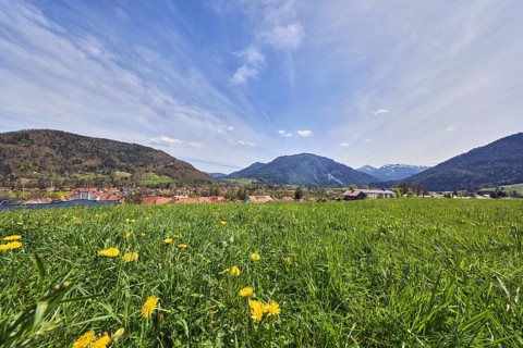 Eastern Chiemgau Alps, common dandelion (Taraxacum sect. Ruderalia), landscape photography,