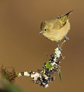 Yellow-browed Tit (Sylviparus modestus), West Bengal, India