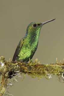 Western Emerald (Chlorostilbon melanorhynchus), Ecuador