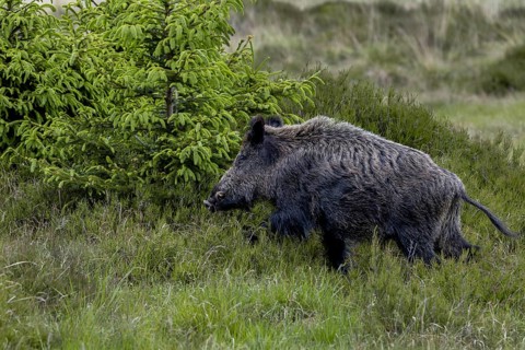 After a few quick steps, the wild boar (Sus scrofa) is out of sight behind the spruce and juniper