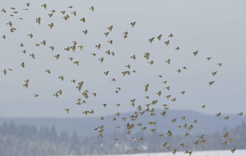 European Goldfinch (Carduelis carduelis), Saxony, Germany