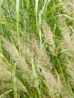 Diamond grass (Calamagrostis brachytricha), Saxon State Office for Environment, Agriculture and