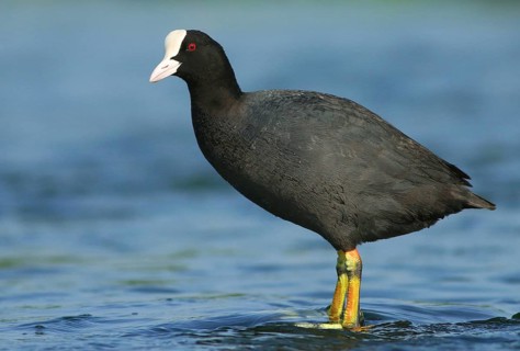 Eurasian Coot (Fulica atra), Maharashtra, India