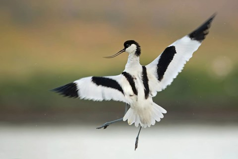 Pied Avocet (Recurvirostra avosetta), Texel, Netherlands