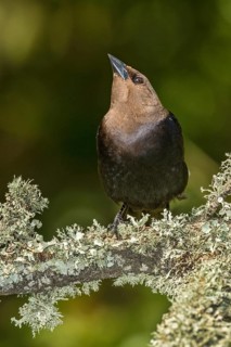 Brown-headed Cowbird (Molothrus ater) male perched on a branch, Texas, USA