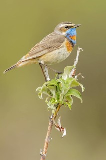 Bluethroat (Luscinia svecica) perched on a branch in Nome, Alaska