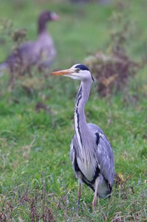 Grey heron (Ardea cinerea), standing in a meadow, Bieslicher Insel, Lower Rhine, North