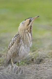 Rohrdommel (Botaurus stellaris), Bittern, Altvogel im Winter, hat soeben eine Maus gefangen und