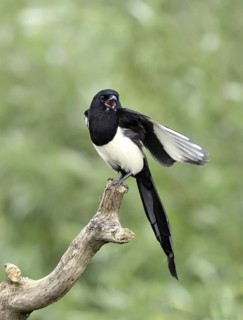 Eurasian Magpie (Pica pica), Lower Saxony, Germany