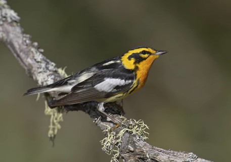 Blackburnian Warbler (Setophaga fusca), Michigan, USA