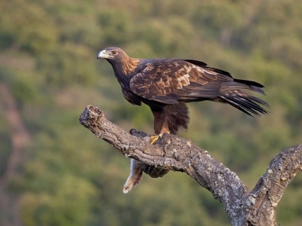 Golden Eagle, (Aquila chrysaetos), bird of prey, hawk family, perch, biotope, habitat, foraging, El