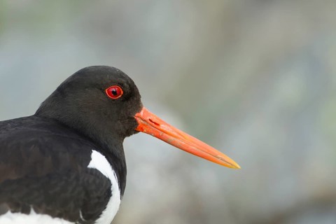Eurasian oystercatcher (Haematopus ostralegus) adult wading bird head portrait, Scotland, United