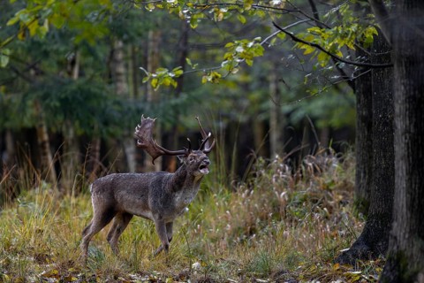 The injury on the bridge of the nose does not seem to hinder the fallow deer (Dama dama), it