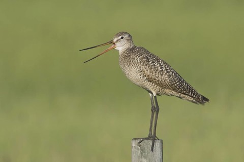 Marbled Godwit (Limosa fedoa) calling, Canada