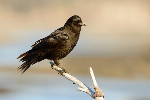 Northwestern Crow (Corvus caurinus), Alaska, USA