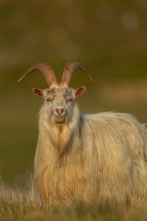 Wild or Feral goat (Capra aegagrus hircus) adult animal in mountain grassland in summer, Scotland,