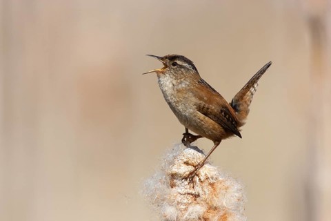 Marsh Wren (Cistothorus palustris) singing, British Columbia, Canada
