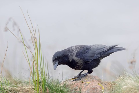 Rabenkrähe lat. Corvus corone, Altvogel bei der Nahrungssuche