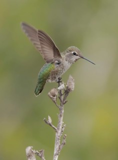 Anna's Hummingbird (Calypte anna) female, California, USA