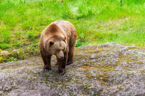 Eurasian brown bear (Ursus arctos arctos) standing on a rock, Bavarian Forest, Bavaria, Germany