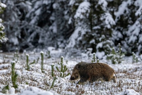 At around 8 months of age, the bond between wild boar (Sus scrofa) and young boars is no longer so