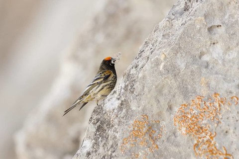 Red-fronted Serin (Serinus pusillus), Turkey