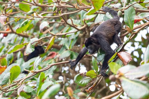 Young mantled howler monkey (Alouatta palliata) moving through tropical almond tree branches.