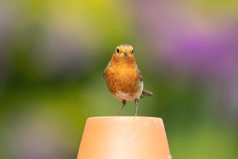 European robin (Erithacus rubecula) adult garden bird on a plant pot, Suffolk, England, United