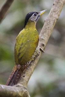 Streak-breasted Woodpecker (Picus viridanus) female, Kaeng Krachan, Thailand