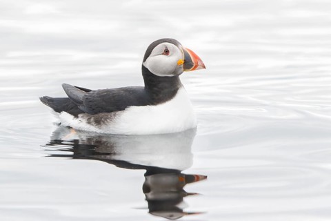 Atlantic Puffin (Fratercula arctica), Iceland