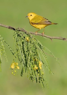 American Yellow Warbler (Setophaga aestiva) perched on a branch, Texas, USA