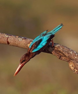 White-throated Kingfisher (Halcyon smyrnensis) perched on a branch, Malaysia