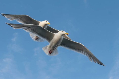 European Herring Gull (Larus argentatus) flying, Nord-Trondelag, Norway