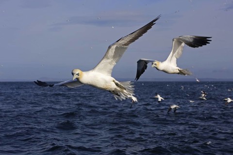 Northern Gannet (Morus bassanus) flying, Scotland, United Kingdom