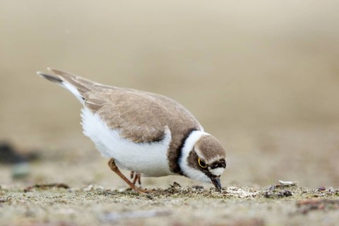 Little Ringed Plover (Charadrius dubius) female foraging, North Rhine-Westphalia, Germany
